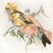 Vögel / Birds thumbnail