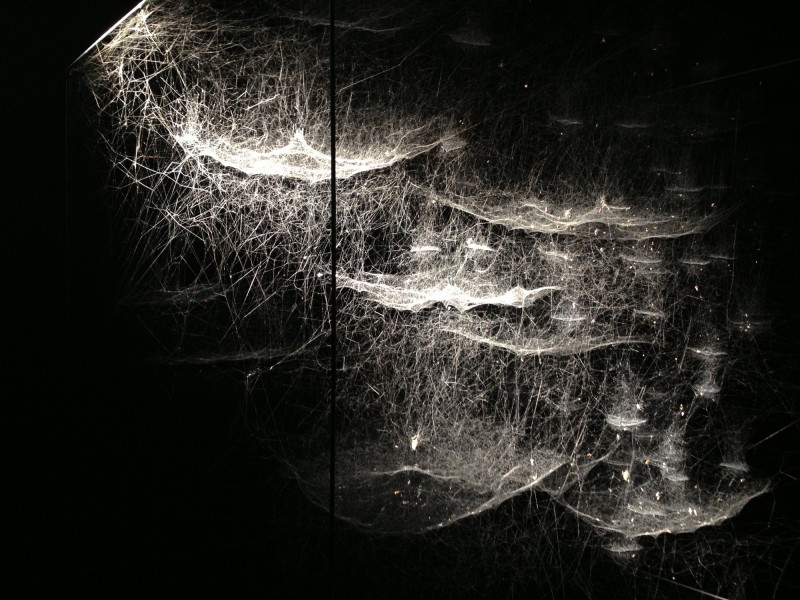 Netze karibischer Spinnen  / Cobweb of Caribbean spiders -Tomas Saraceno