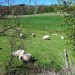 Schafe im Bergischen Land thumbnail