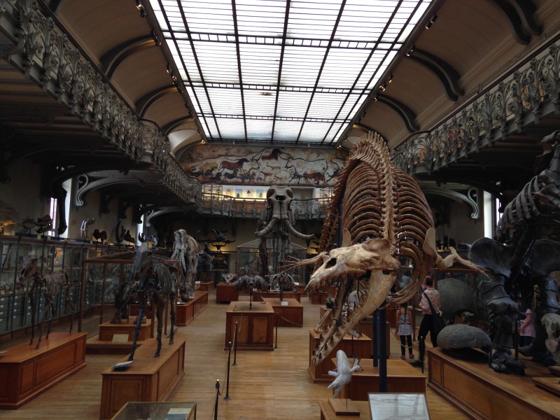 Naturkundemuseum Paris Palaeontologie /  National Museum of Natural History Paris Palaeontology