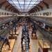 Naturkundemuseum Paris Palaeontologie /  National Museum of Natural History Paris Palaeontology thumbnail