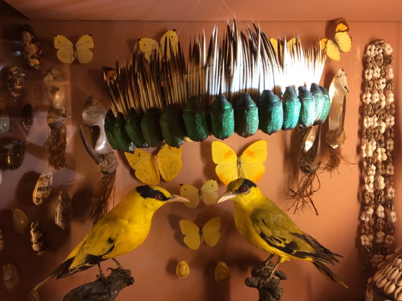 Wunderkammer im Naturkundemuseum - Museo di Storia Naturale Venedig