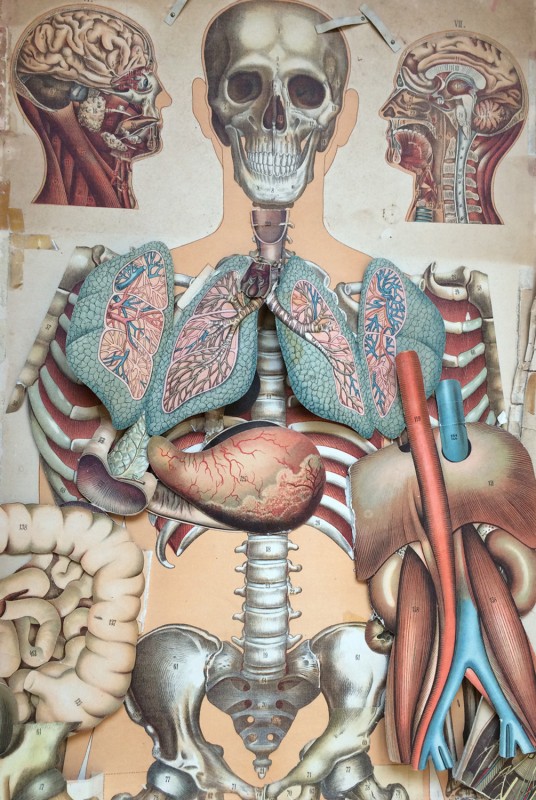Anatomische Tafel