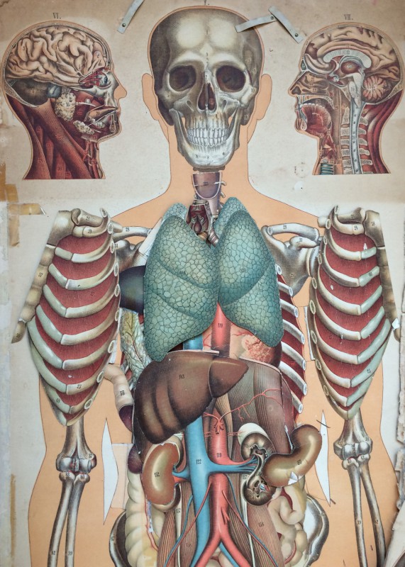 Anatomische Tafel