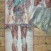 Anatomische Tafel thumbnail