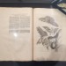 Maria Sibylla Merian - Metamorphosis insectorum Surinamensium 1726 Den Haag 3. Auflage : 3rd edition - Original Buch von M.S. Merian - Museum Wiesbaden thumbnail
