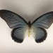 Museum Wiesbaden Dauerausstellung Natur - Schmetterling thumbnail