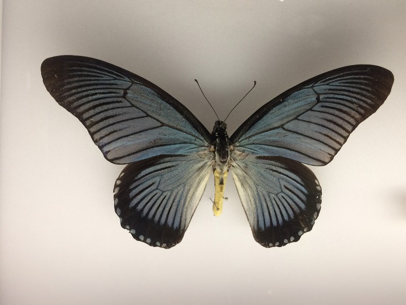 Museum Wiesbaden Dauerausstellung Natur - Schmetterling