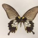Museum Wiesbaden Dauerausstellung Natur - Schmetterling thumbnail