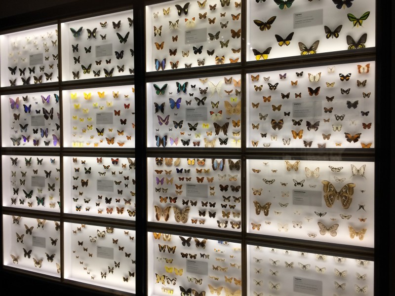 Museum Wiesbaden Dauerausstellung Natur - Schmetterlinge