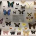 Museum Wiesbaden Dauerausstellung Natur - Schmetterlinge thumbnail
