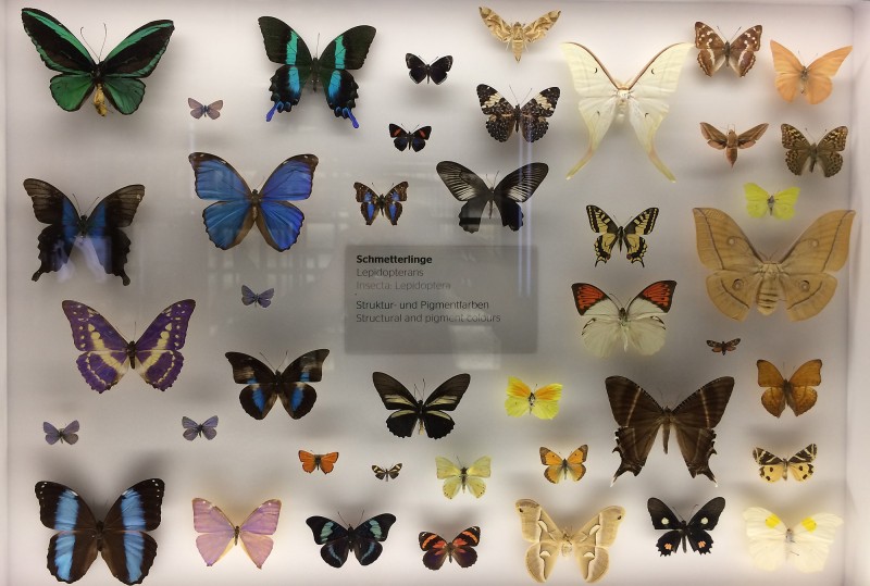 Museum Wiesbaden Dauerausstellung Natur - Schmetterlinge