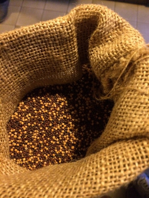 Senfsaat<br>Mustard seed