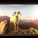 Erich Boettcher - Alaska-Schneeschaf - Dall´s Sheep - 1997 thumbnail