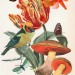 Wonder of Tulips - Tulpen Wunder 1 thumbnail